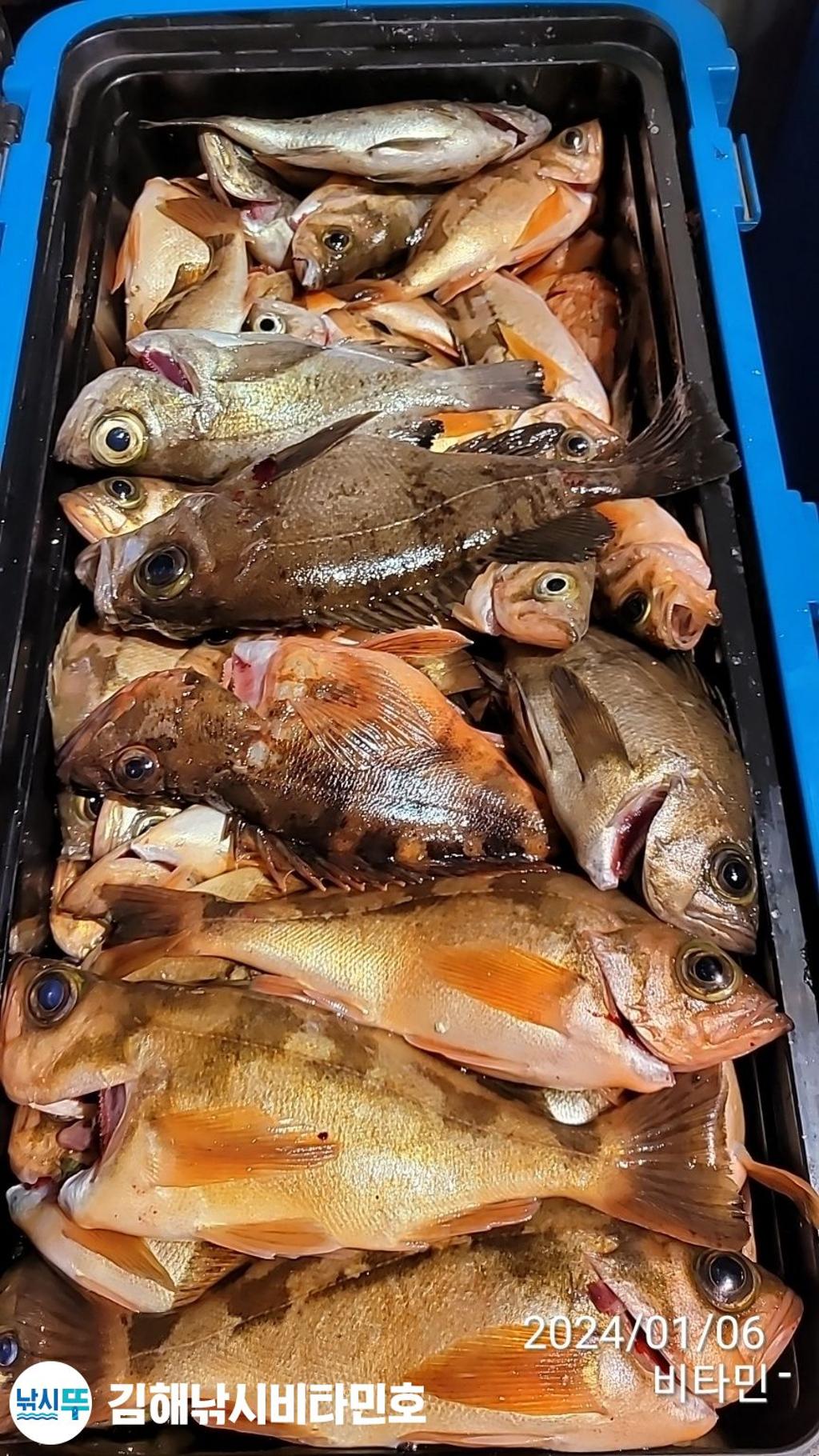 낚시뚜,볼락,열기,진해 안골항,김해낚시 비타민호,낚시뚜23