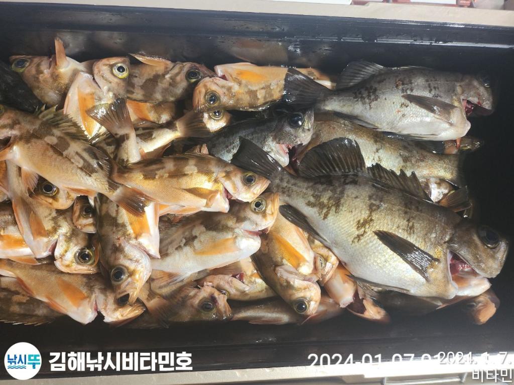 낚시뚜,볼락,열기,진해 안골항,김해낚시 비타민호,낚시뚜22