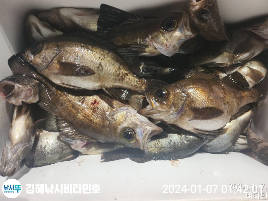 낚시뚜,볼락,열기,진해 안골항,김해낚시 비타민호,낚시뚜21