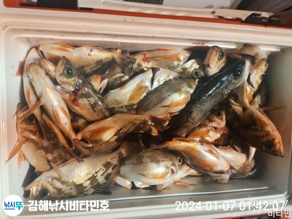 낚시뚜,볼락,열기,진해 안골항,김해낚시 비타민호,낚시뚜20