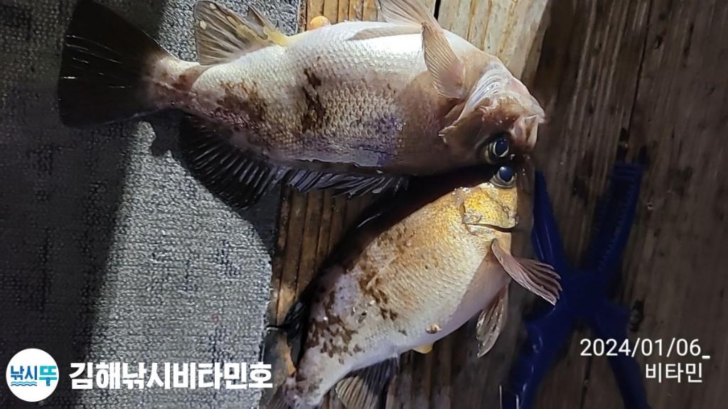 낚시뚜,볼락,열기,진해 안골항,김해낚시 비타민호,낚시뚜8