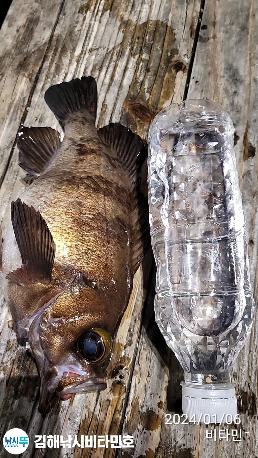 낚시뚜,볼락,열기,진해 안골항,김해낚시 비타민호,낚시뚜5