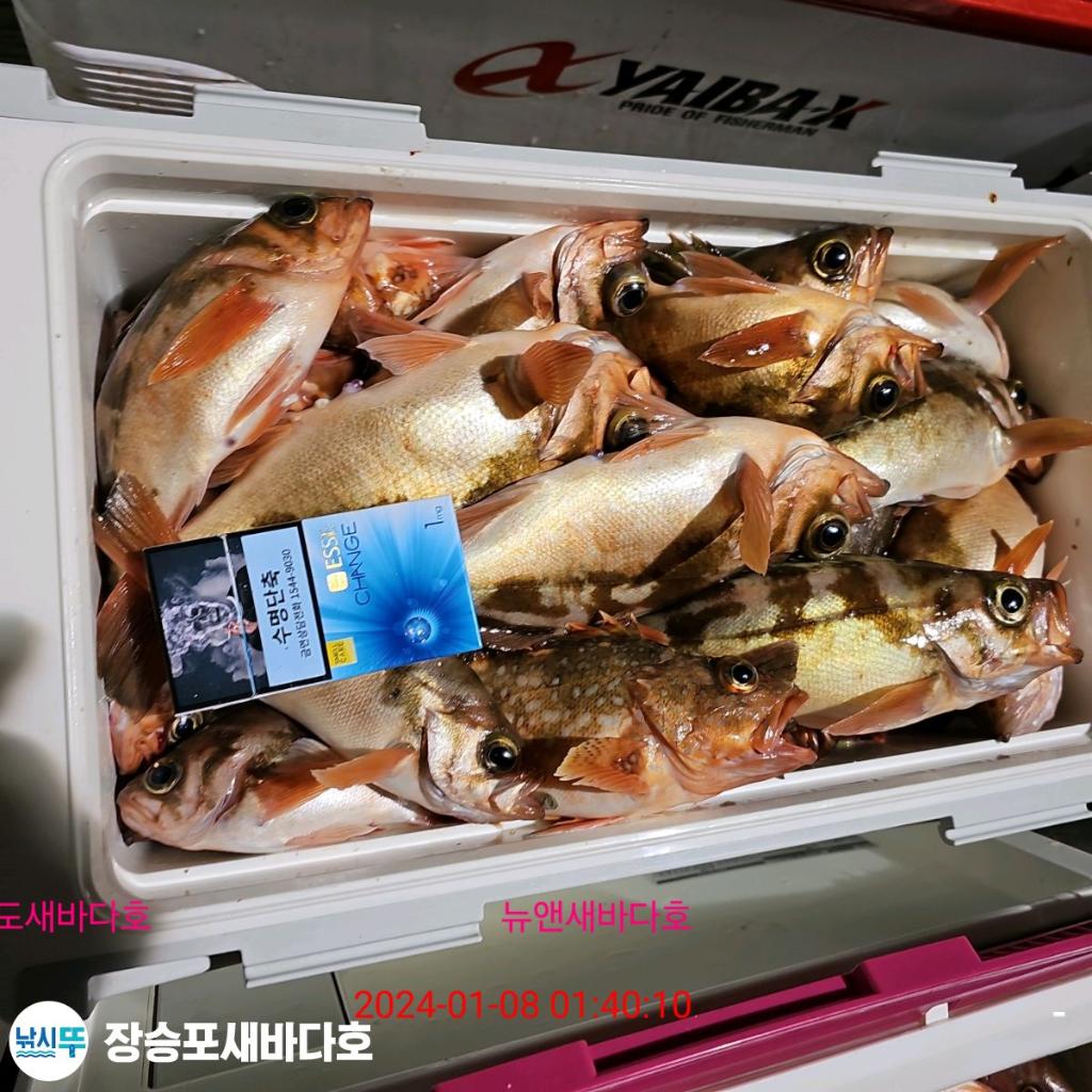 낚시뚜,열기,장승포항,장승포 새바다호,낚시뚜39