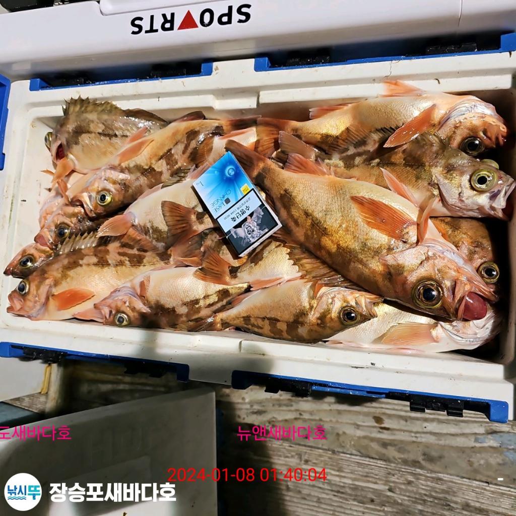 낚시뚜,열기,장승포항,장승포 새바다호,낚시뚜38