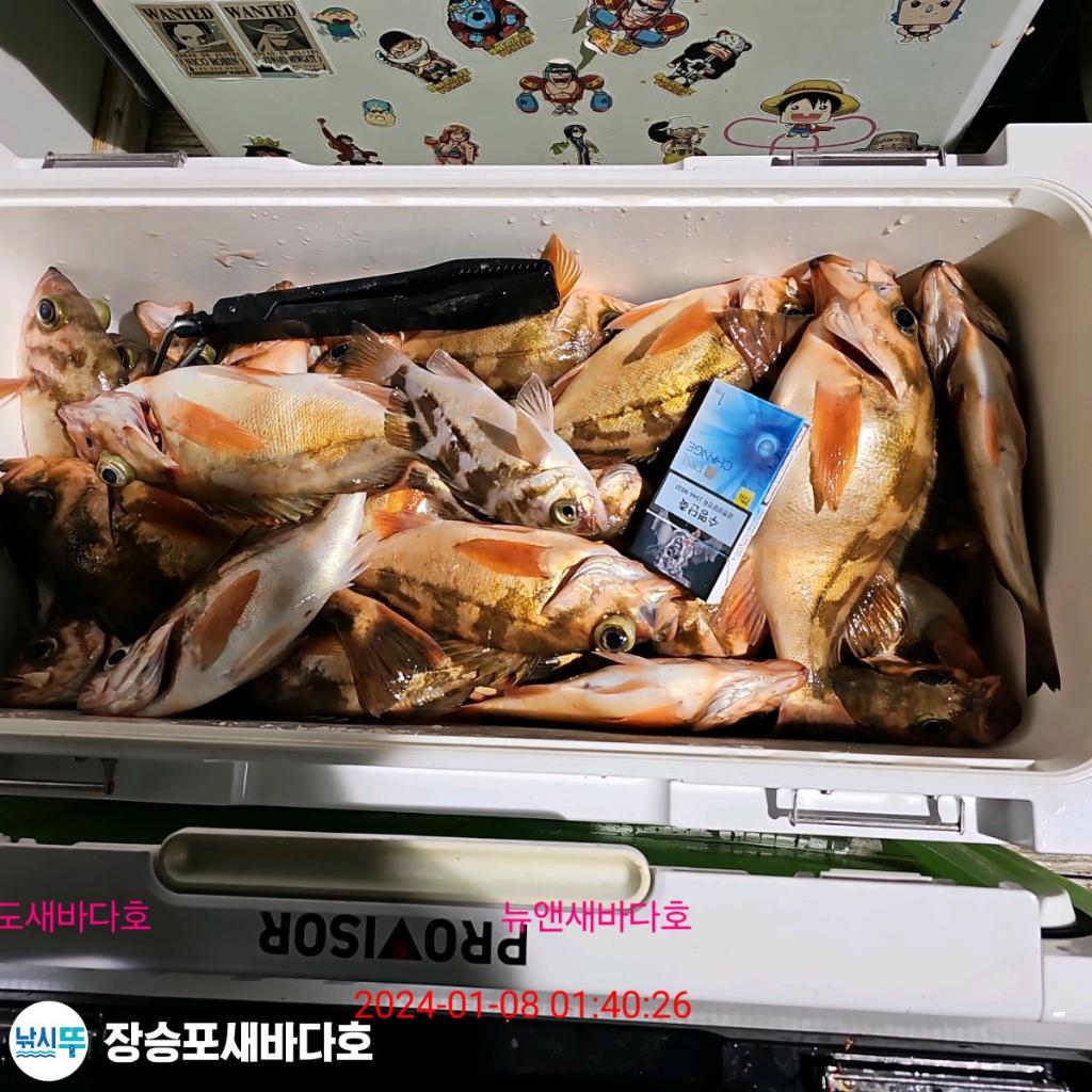 낚시뚜,열기,장승포항,장승포 새바다호,낚시뚜36