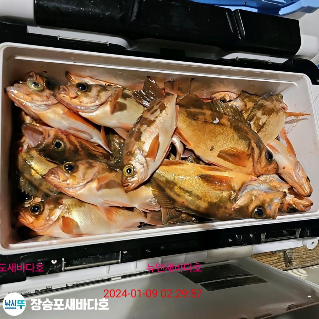 낚시뚜,열기,장승포항,장승포 새바다호,낚시뚜34