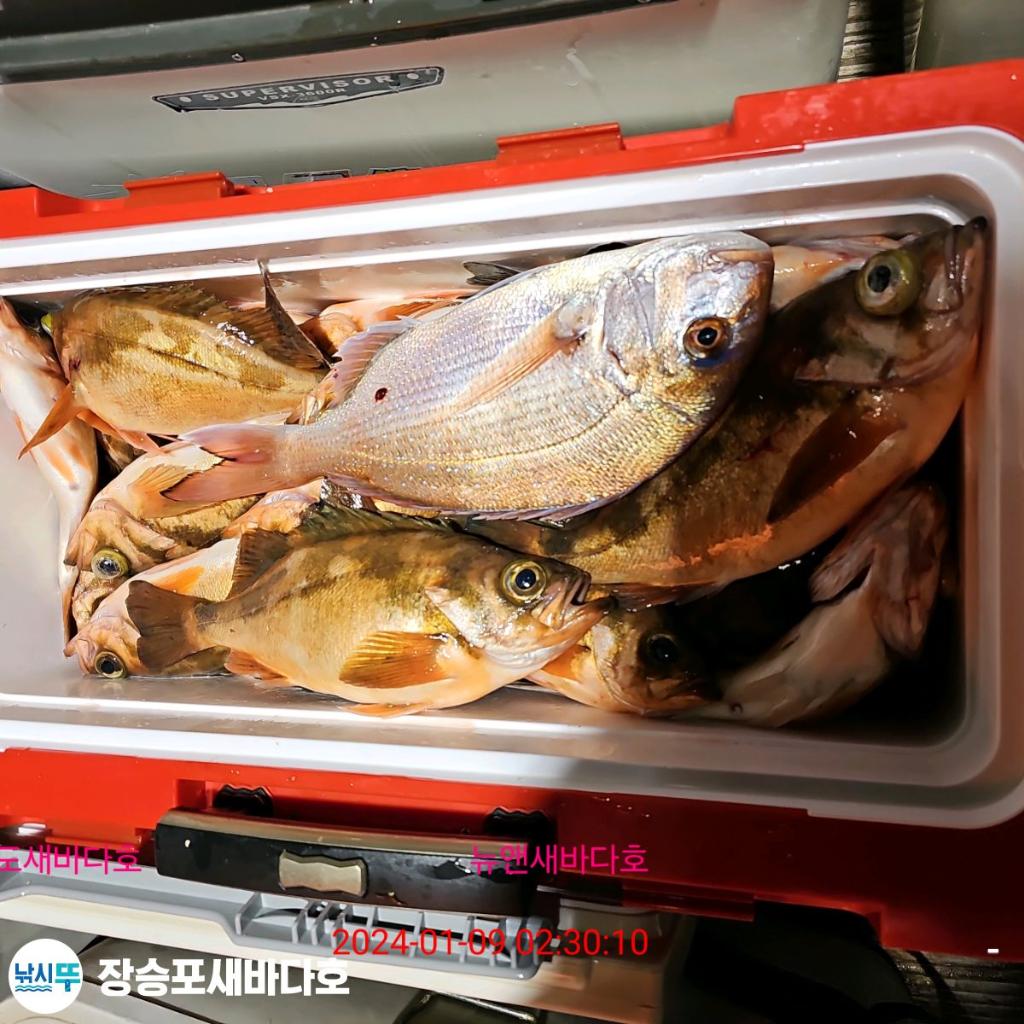 낚시뚜,열기,장승포항,장승포 새바다호,낚시뚜33