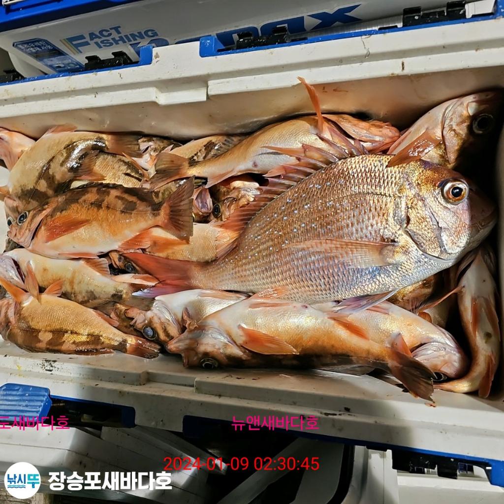 낚시뚜,열기,장승포항,장승포 새바다호,낚시뚜32