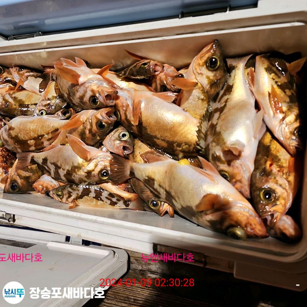 낚시뚜,열기,장승포항,장승포 새바다호,낚시뚜31