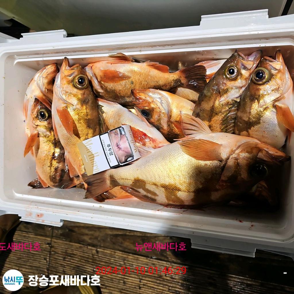 낚시뚜,열기,장승포항,장승포 새바다호,낚시뚜20