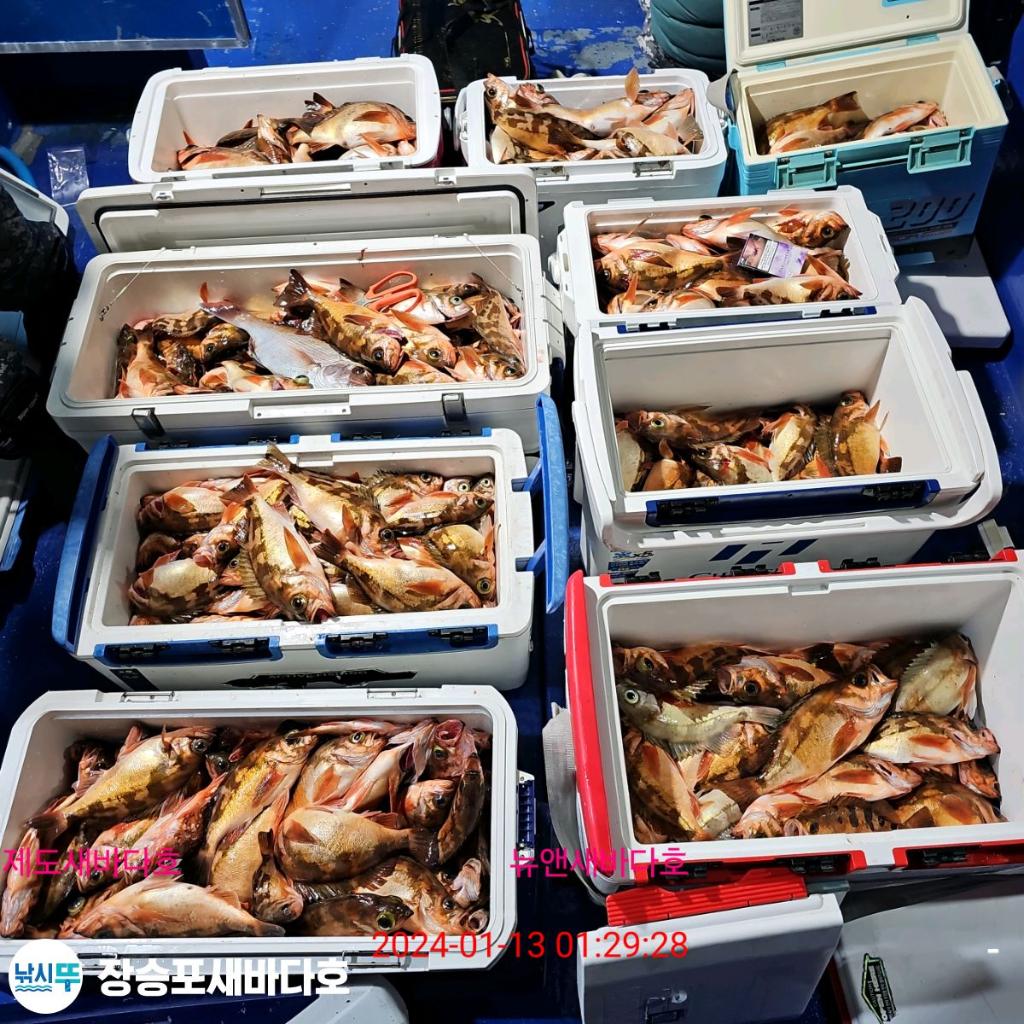 낚시뚜,열기,장승포항,장승포 새바다호,낚시뚜13