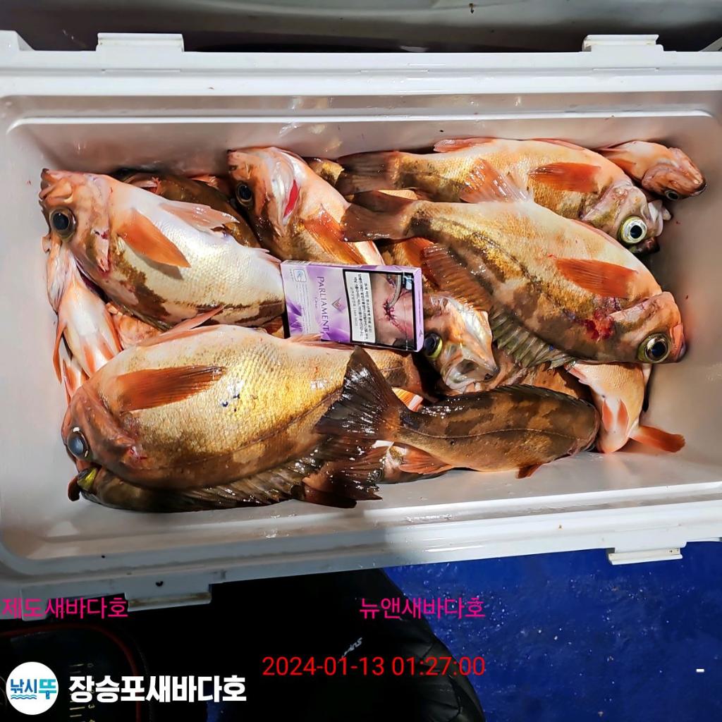 낚시뚜,열기,장승포항,장승포 새바다호,낚시뚜11