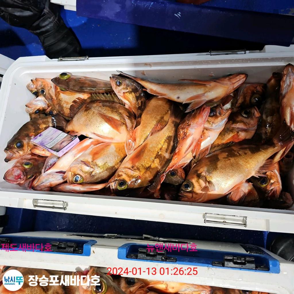 낚시뚜,열기,장승포항,장승포 새바다호,낚시뚜10