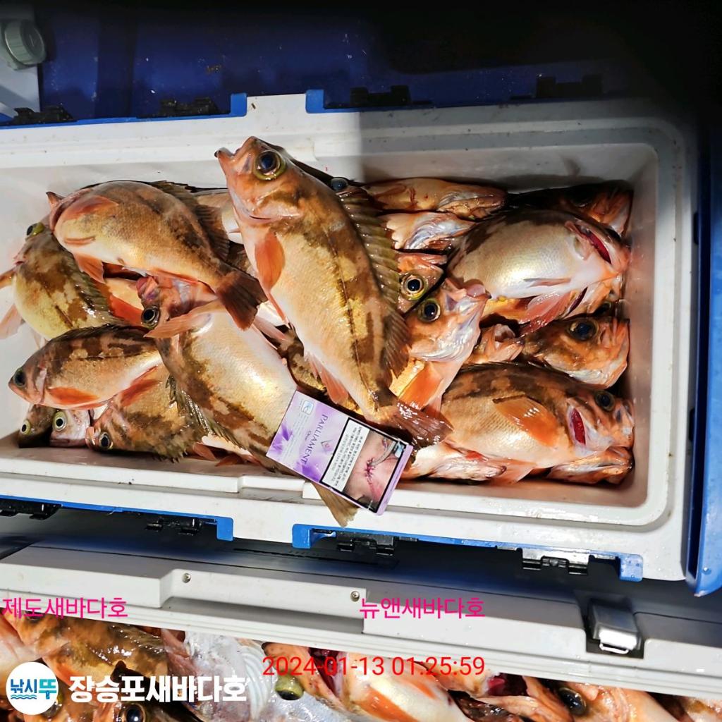 낚시뚜,열기,장승포항,장승포 새바다호,낚시뚜9