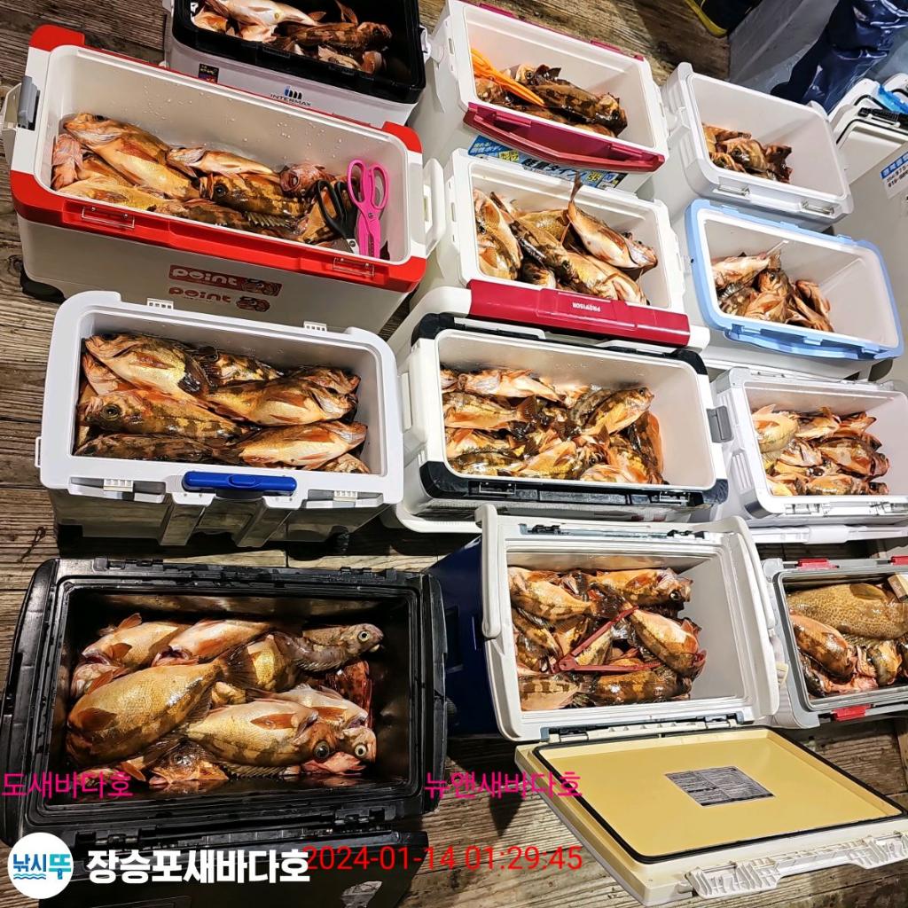 낚시뚜,열기,장승포항,장승포 새바다호,낚시뚜6