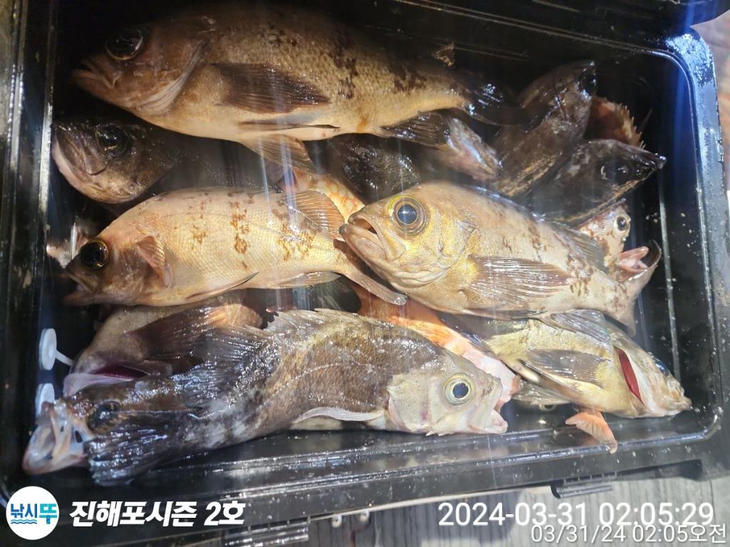 낚시뚜,볼락,열기,진해행암항,진해포시즌 2호,낚시뚜2