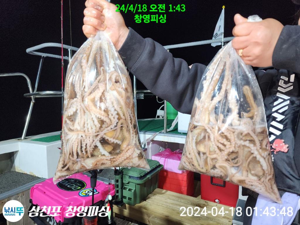 낚시뚜,낙지,삼천포 팔포항,삼천포 창영피싱,낚시뚜24