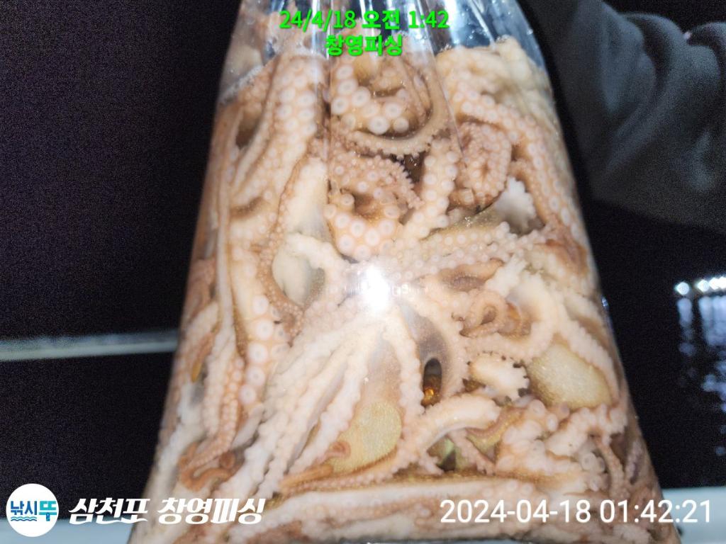 낚시뚜,낙지,삼천포 팔포항,삼천포 창영피싱,낚시뚜22