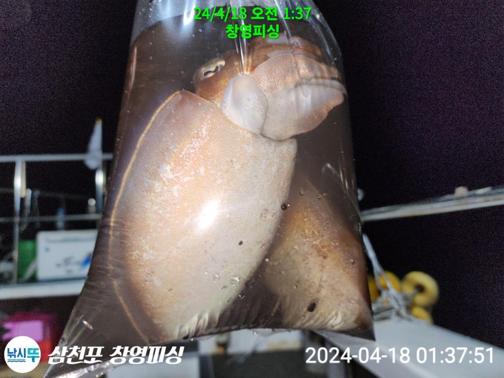 낚시뚜,낙지,삼천포 팔포항,삼천포 창영피싱,낚시뚜21