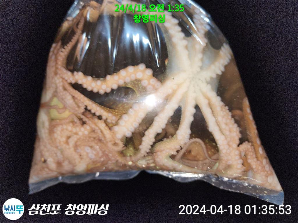 낚시뚜,낙지,삼천포 팔포항,삼천포 창영피싱,낚시뚜20