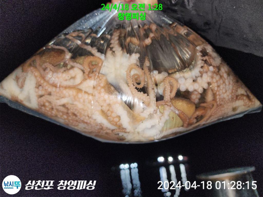 낚시뚜,낙지,삼천포 팔포항,삼천포 창영피싱,낚시뚜19