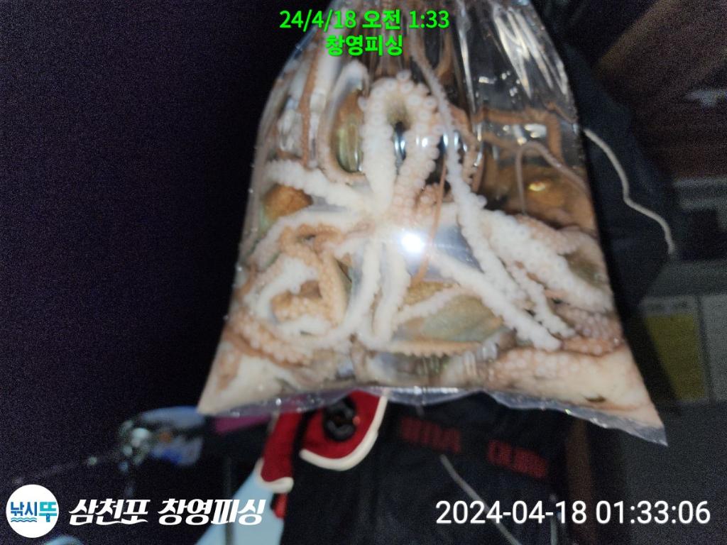 낚시뚜,낙지,삼천포 팔포항,삼천포 창영피싱,낚시뚜18