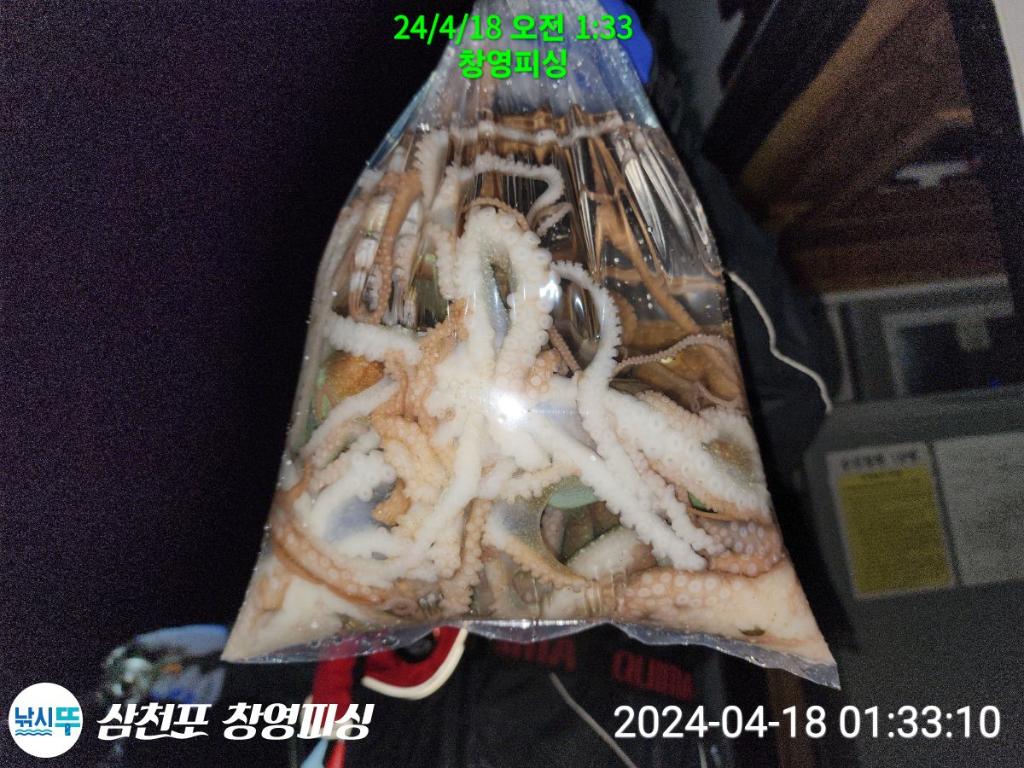 낚시뚜,낙지,삼천포 팔포항,삼천포 창영피싱,낚시뚜17
