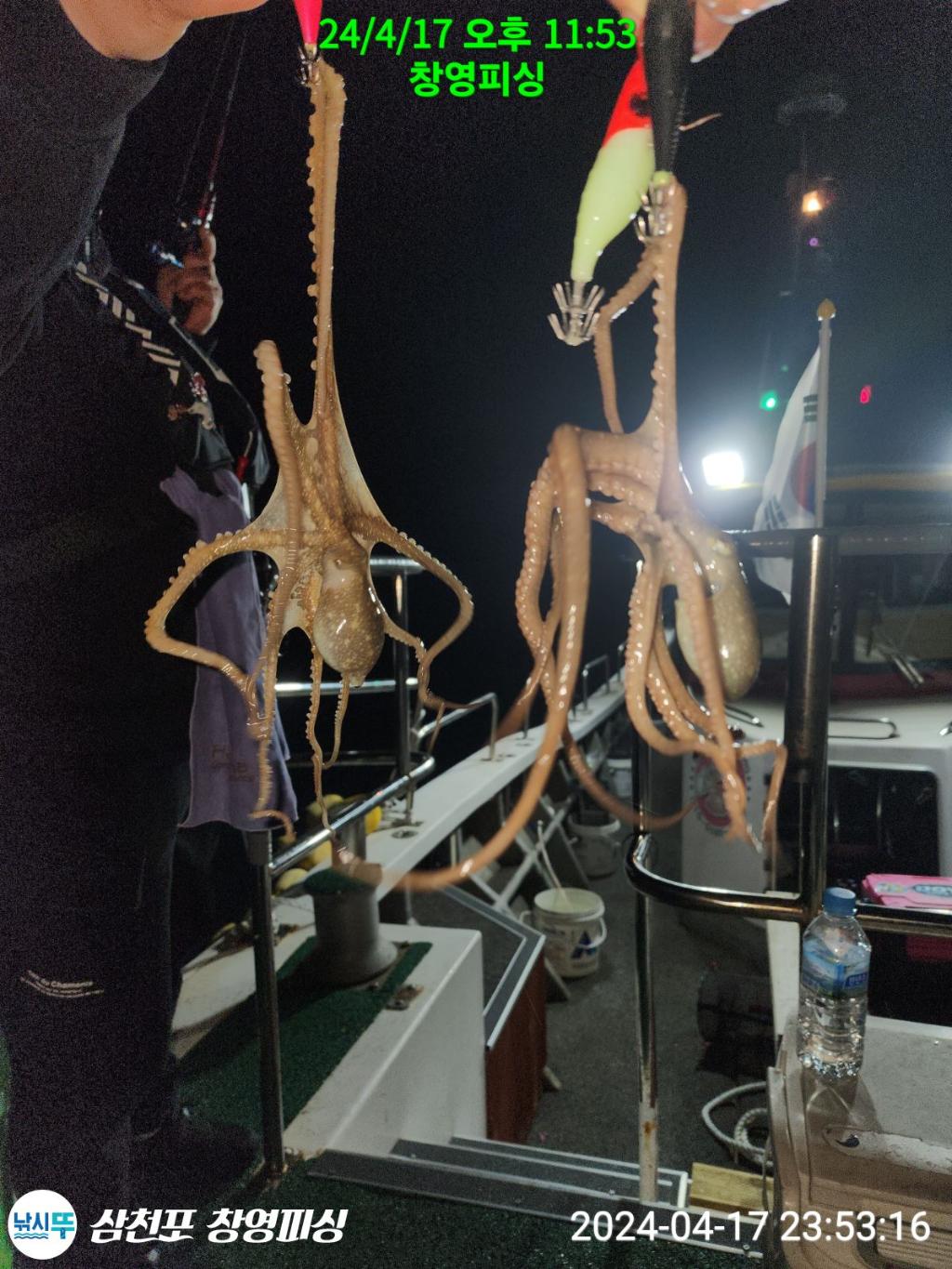 낚시뚜,낙지,삼천포 팔포항,삼천포 창영피싱,낚시뚜14