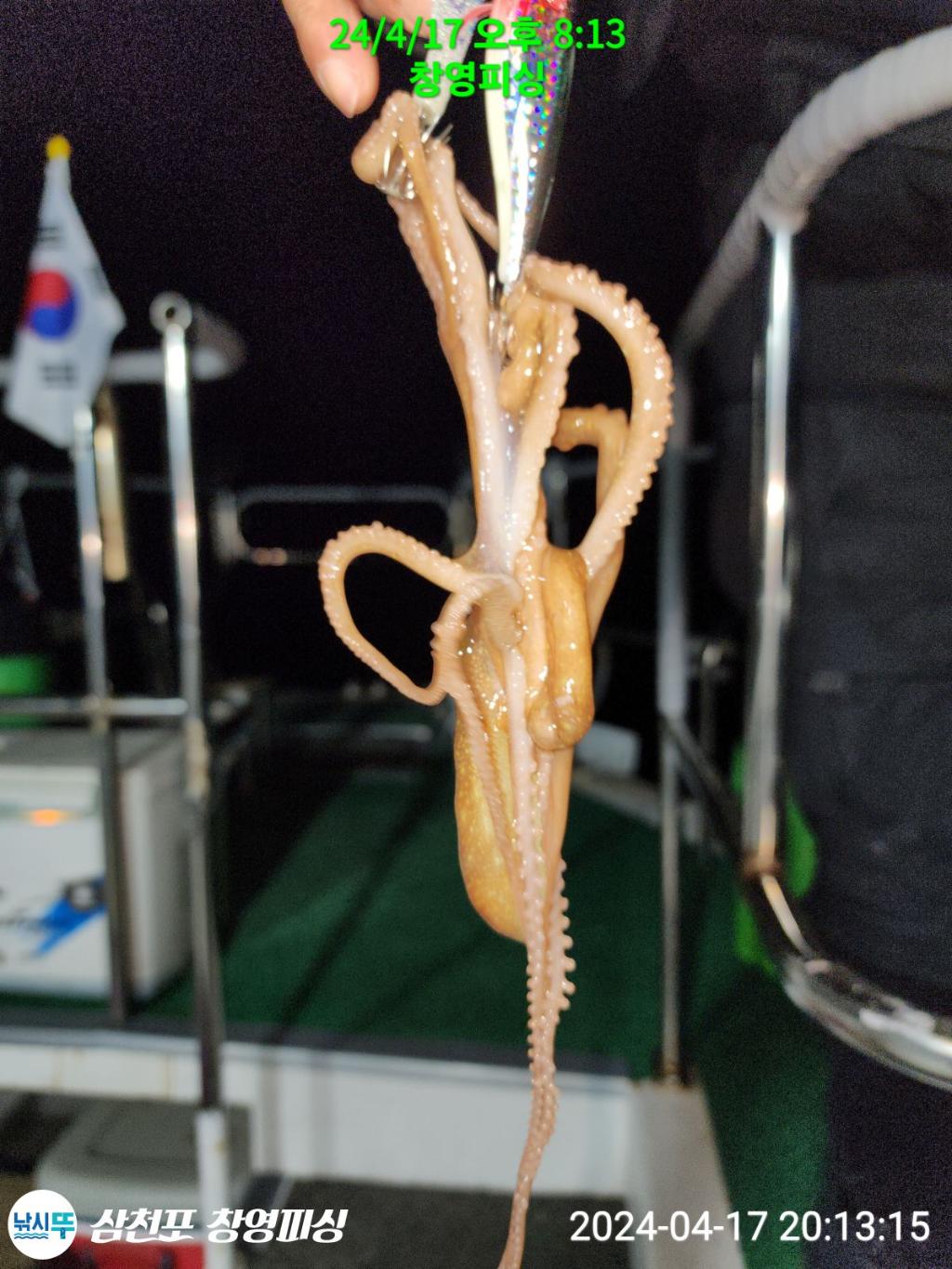낚시뚜,낙지,삼천포 팔포항,삼천포 창영피싱,낚시뚜4