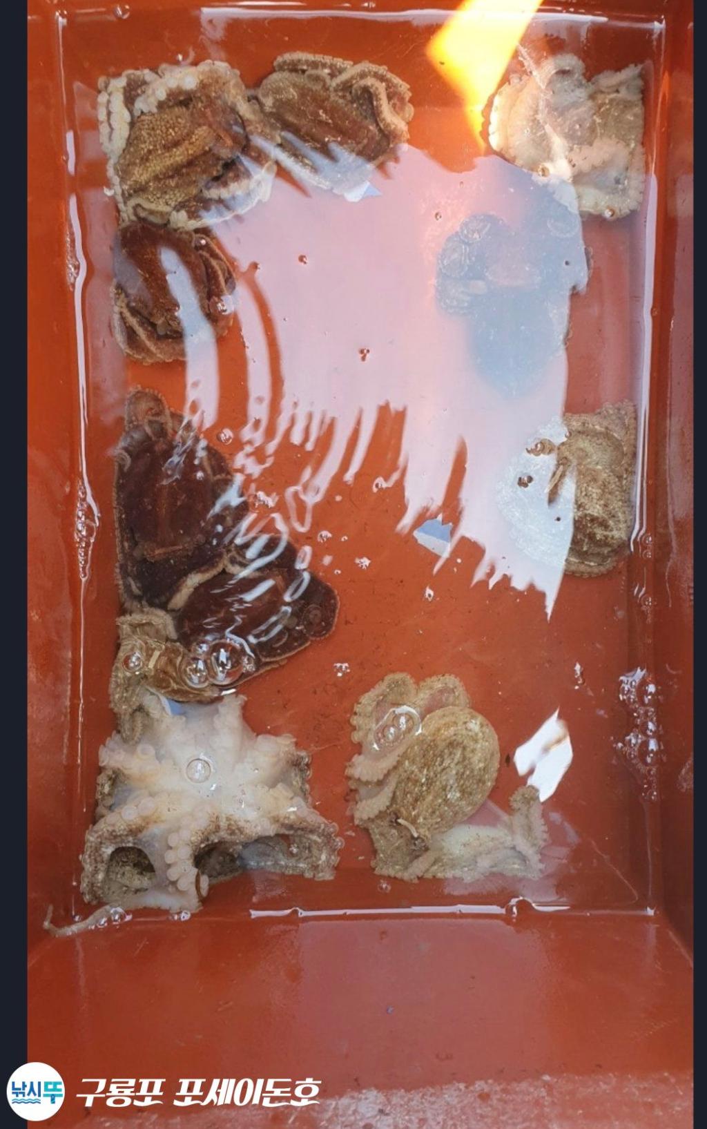 낚시뚜,갑오징어,쭈꾸미,구룡포항,구룡포 포세이돈호,낚시뚜7