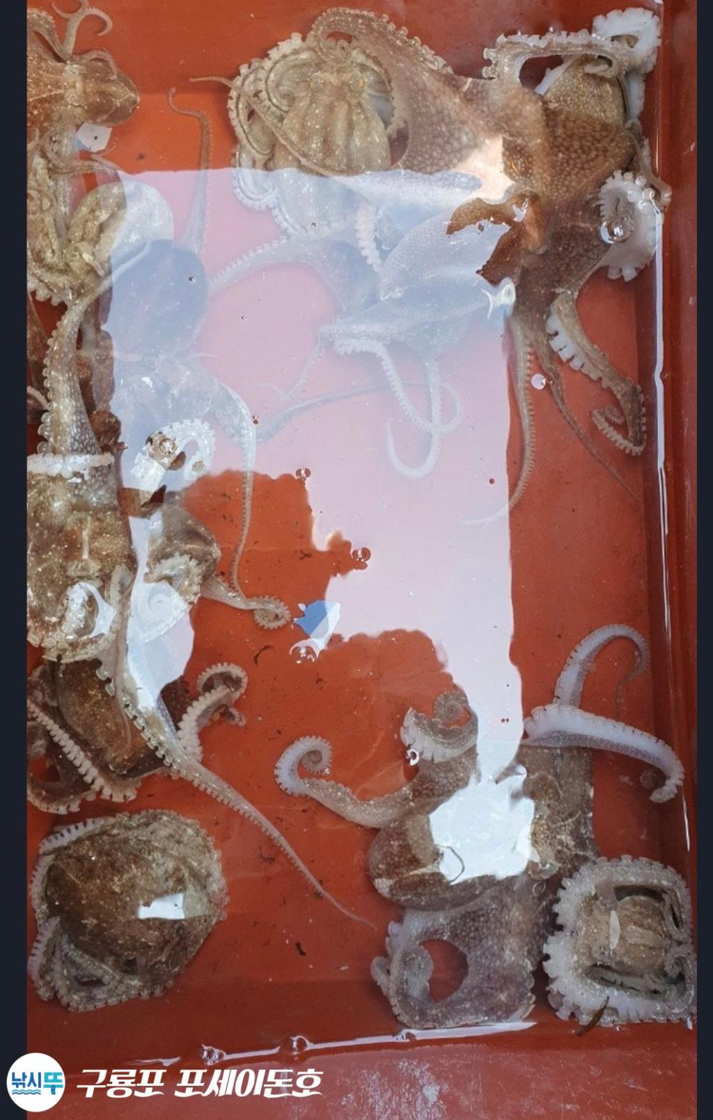 낚시뚜,갑오징어,쭈꾸미,구룡포항,구룡포 포세이돈호,낚시뚜4