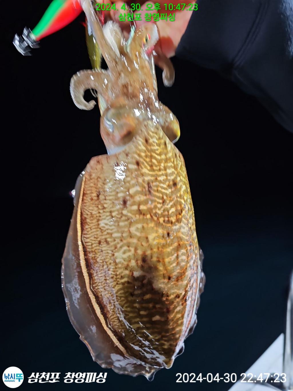 낚시뚜,돌문어,삼천포 팔포항,삼천포 창영피싱,낚시뚜11