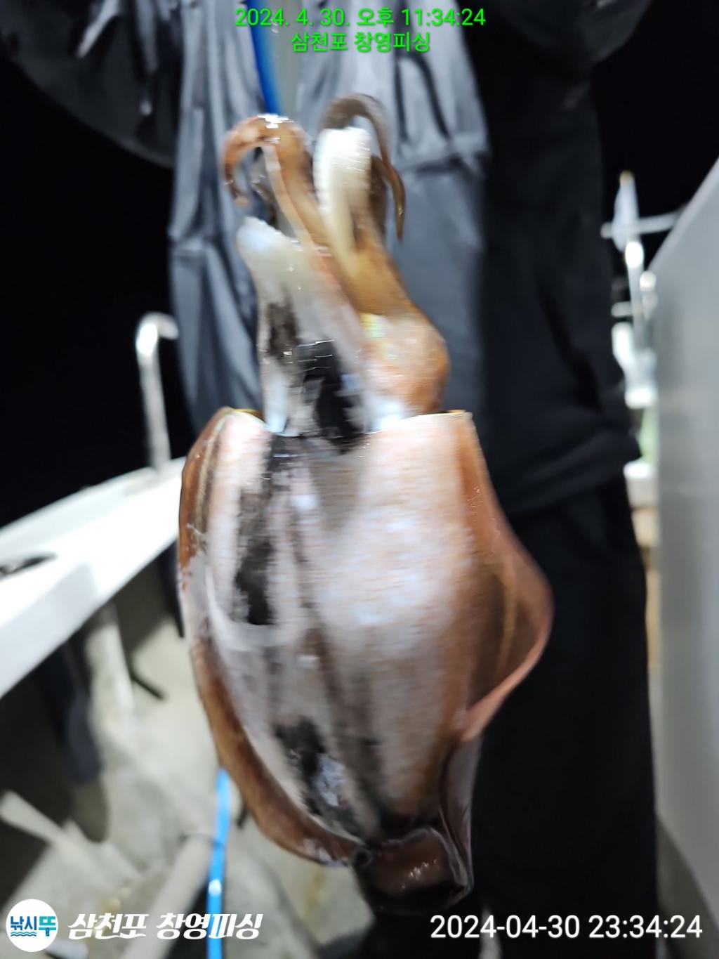 낚시뚜,돌문어,삼천포 팔포항,삼천포 창영피싱,낚시뚜9