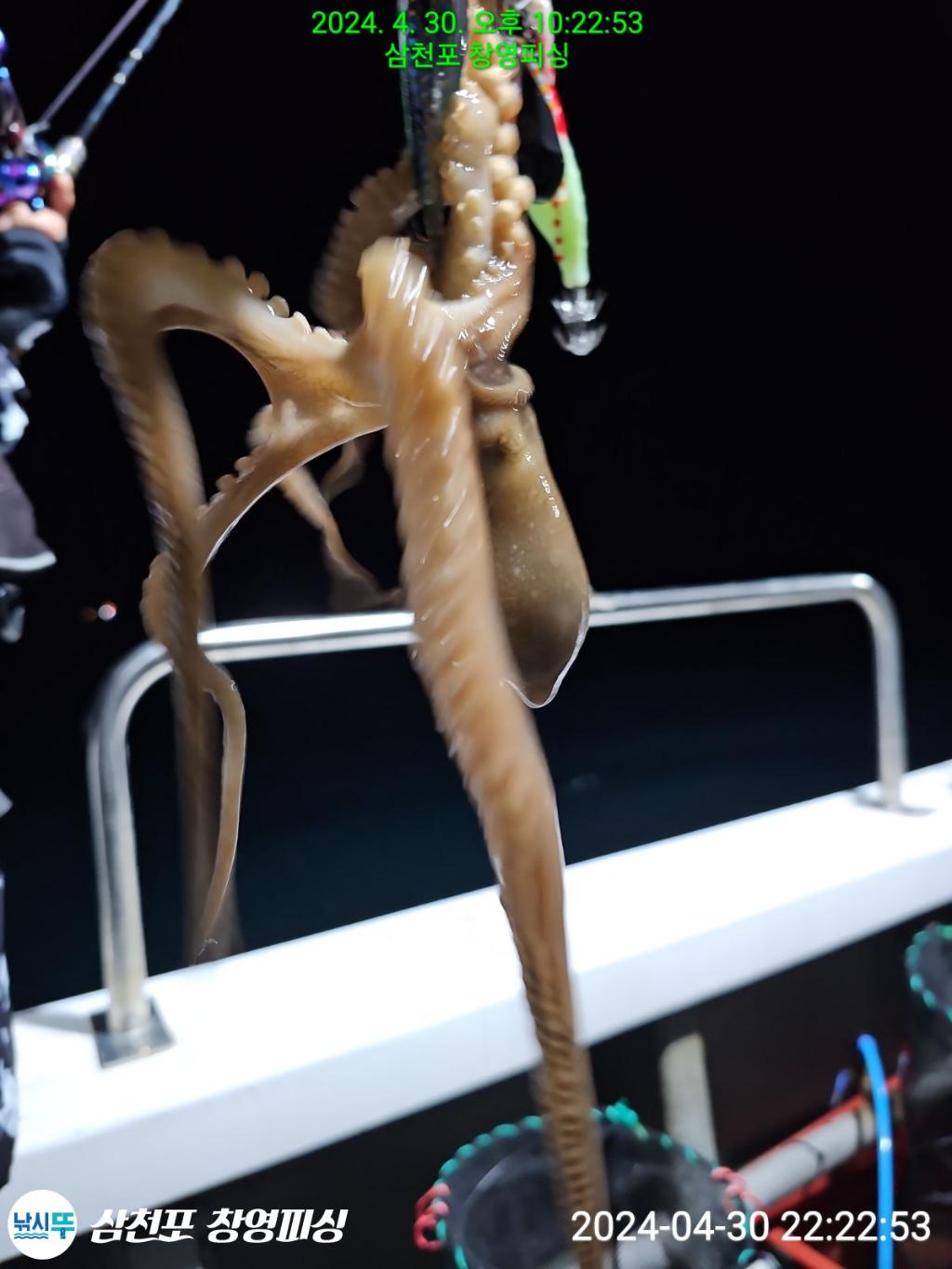 낚시뚜,돌문어,삼천포 팔포항,삼천포 창영피싱,낚시뚜8