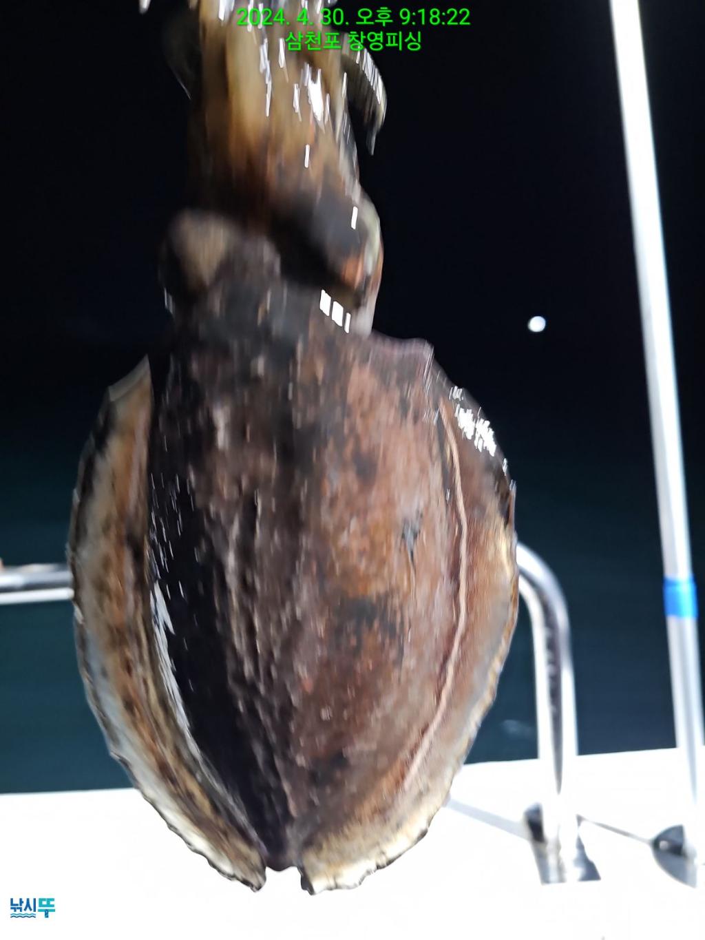 낚시뚜,돌문어,삼천포 팔포항,삼천포 창영피싱,낚시뚜5