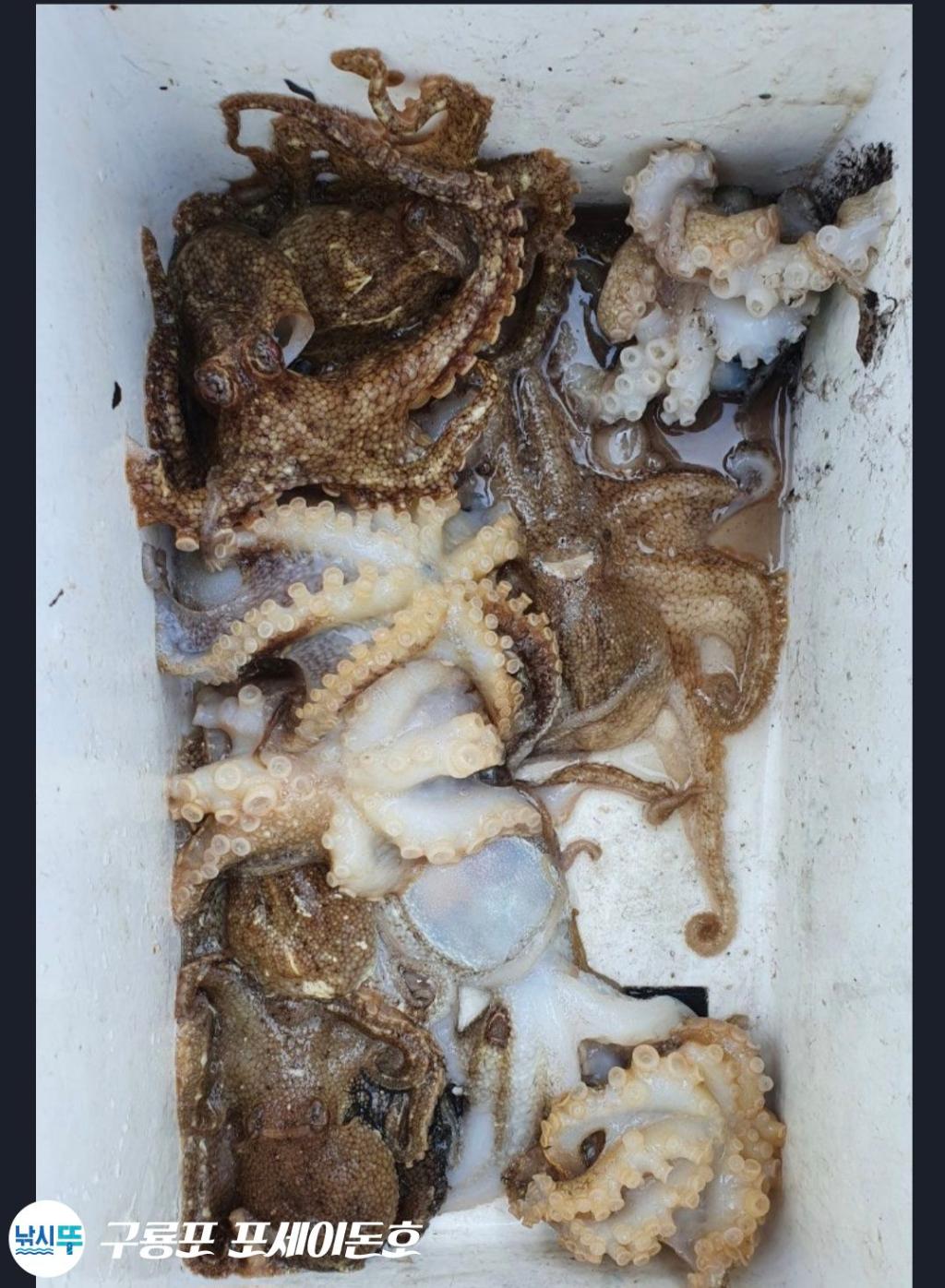 낚시뚜,쭈꾸미,갑오징어,구룡포항,구룡포 포세이돈호,낚시뚜11