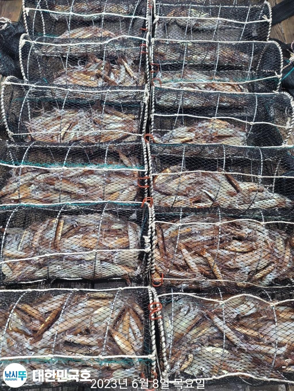 낚시뚜,화살촉오징어,속천항(진해),대한민국호,낚시뚜12