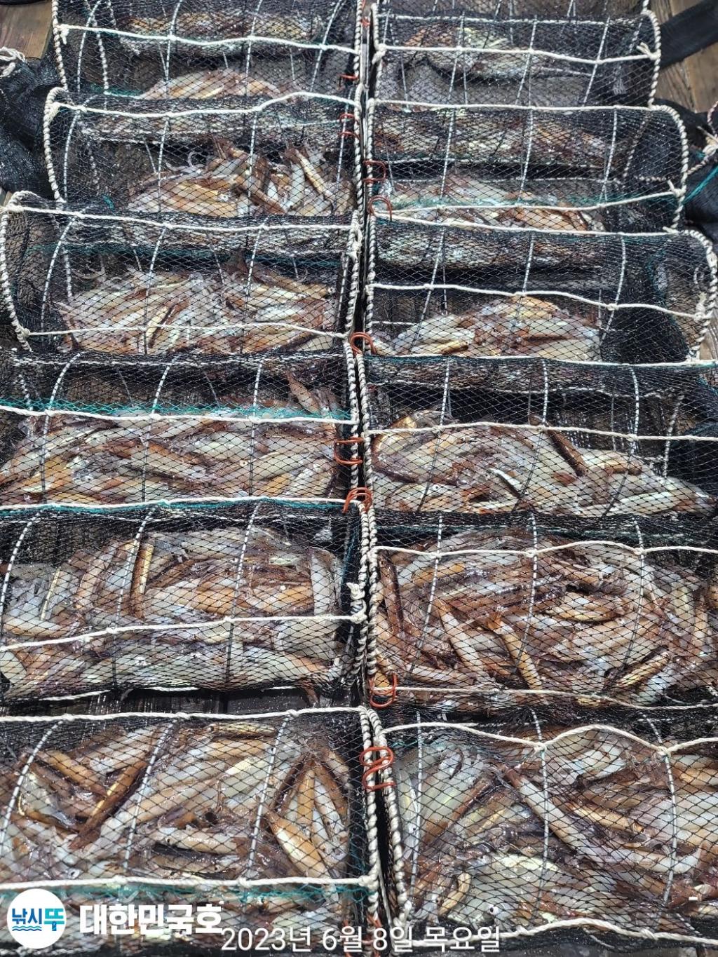 낚시뚜,화살촉오징어,속천항(진해),대한민국호,낚시뚜11
