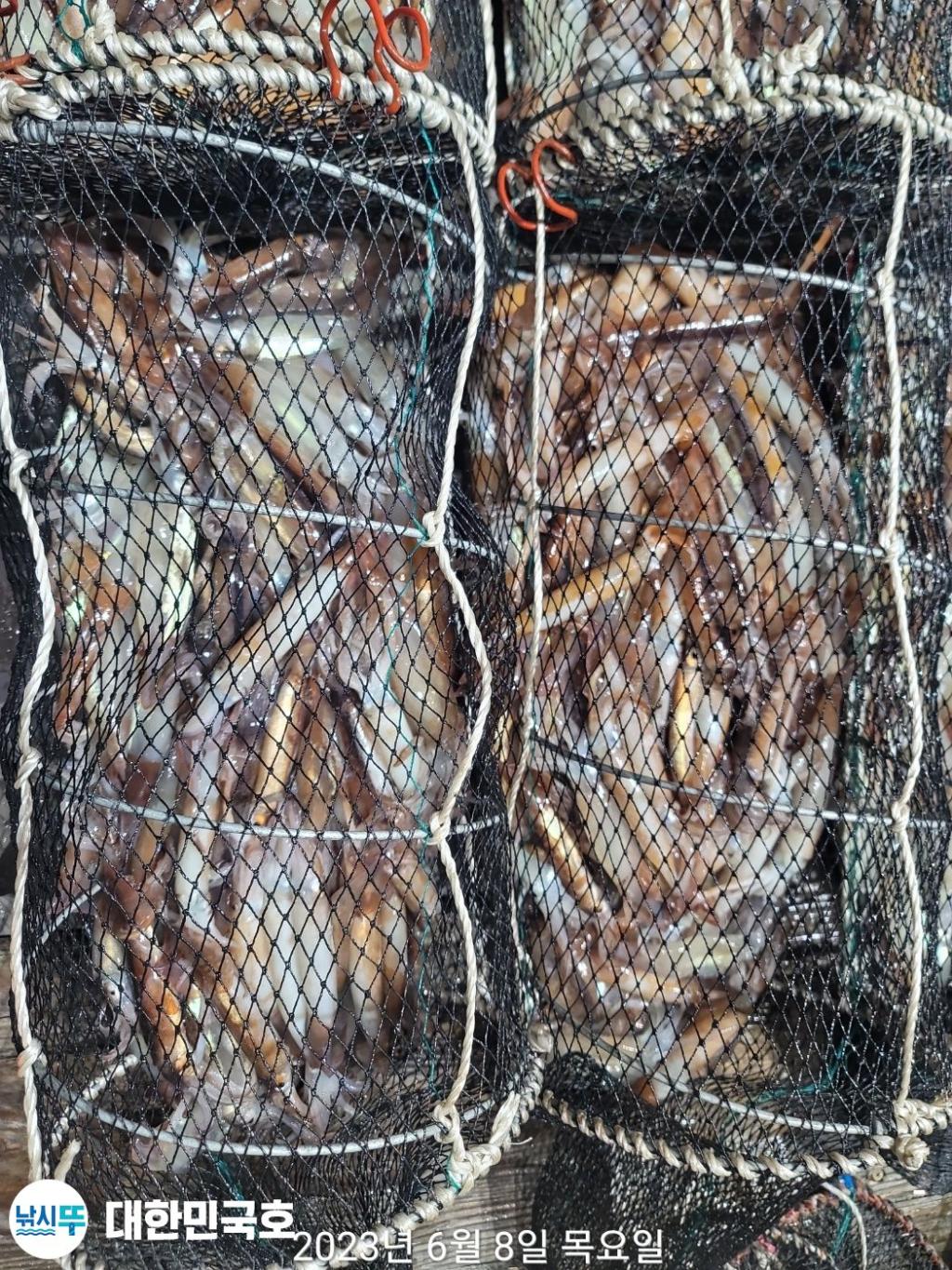 낚시뚜,화살촉오징어,속천항(진해),대한민국호,낚시뚜8