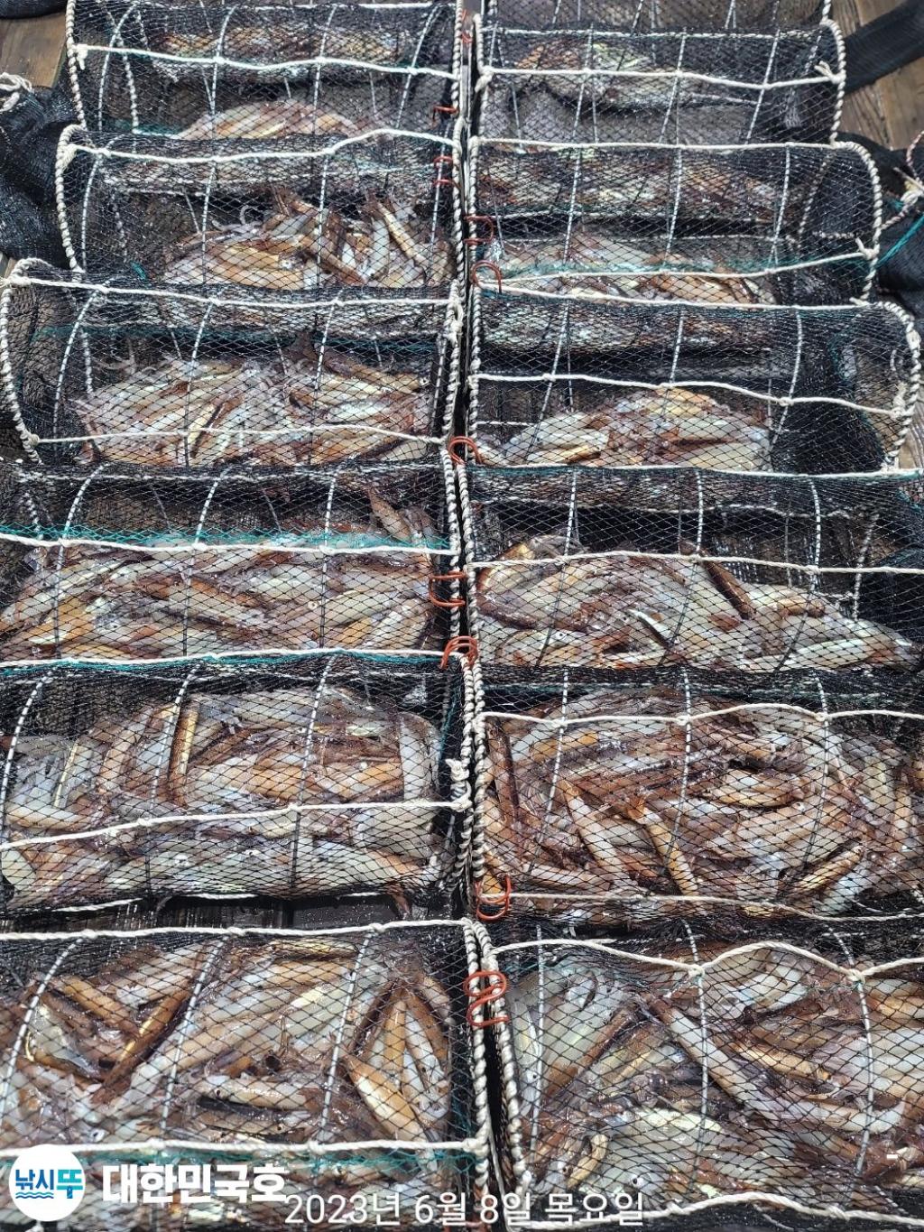 낚시뚜,화살촉오징어,속천항(진해),대한민국호,낚시뚜8