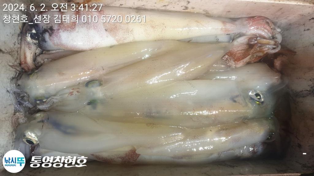 낚시뚜,한치,통영연명항,통영창현호,낚시뚜19
