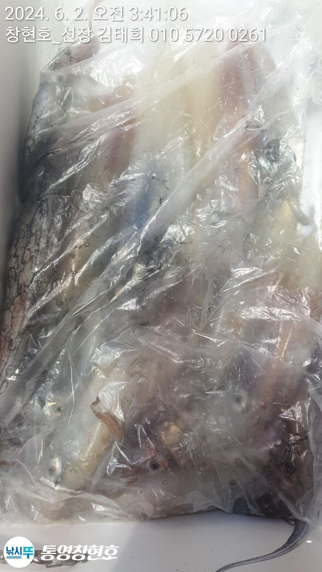 낚시뚜,한치,통영연명항,통영창현호,낚시뚜18