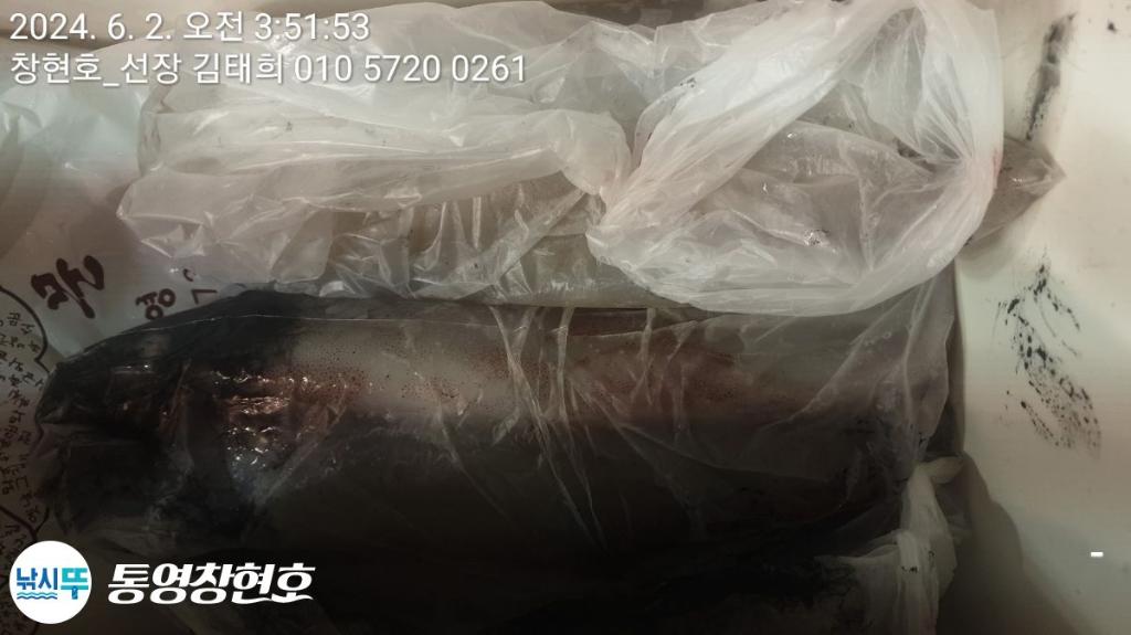 낚시뚜,한치,통영연명항,통영창현호,낚시뚜17