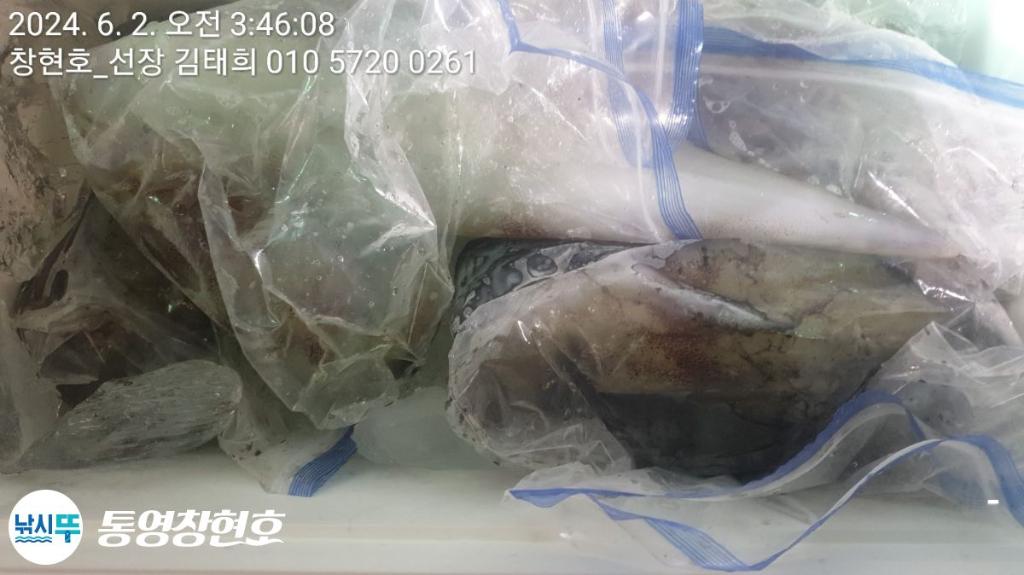 낚시뚜,한치,통영연명항,통영창현호,낚시뚜13