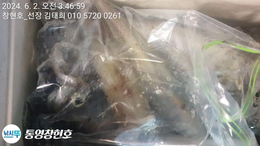 낚시뚜,한치,통영연명항,통영창현호,낚시뚜12