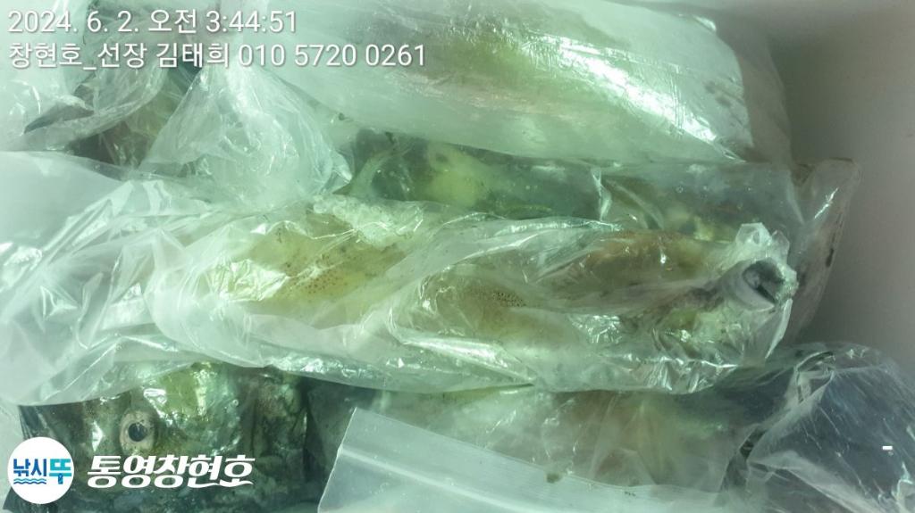 낚시뚜,한치,통영연명항,통영창현호,낚시뚜11