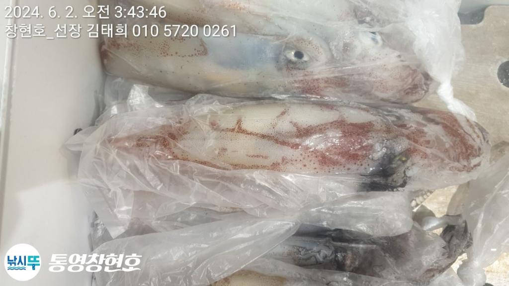 낚시뚜,한치,통영연명항,통영창현호,낚시뚜10