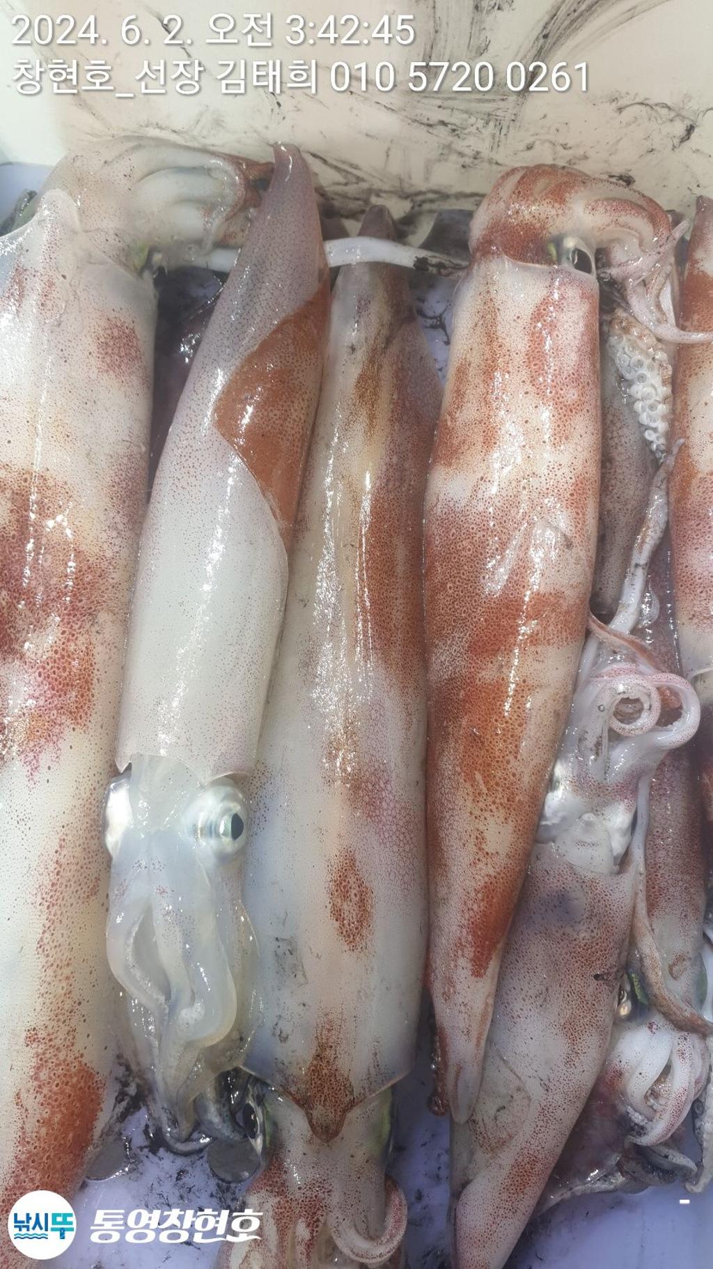 낚시뚜,한치,통영연명항,통영창현호,낚시뚜9