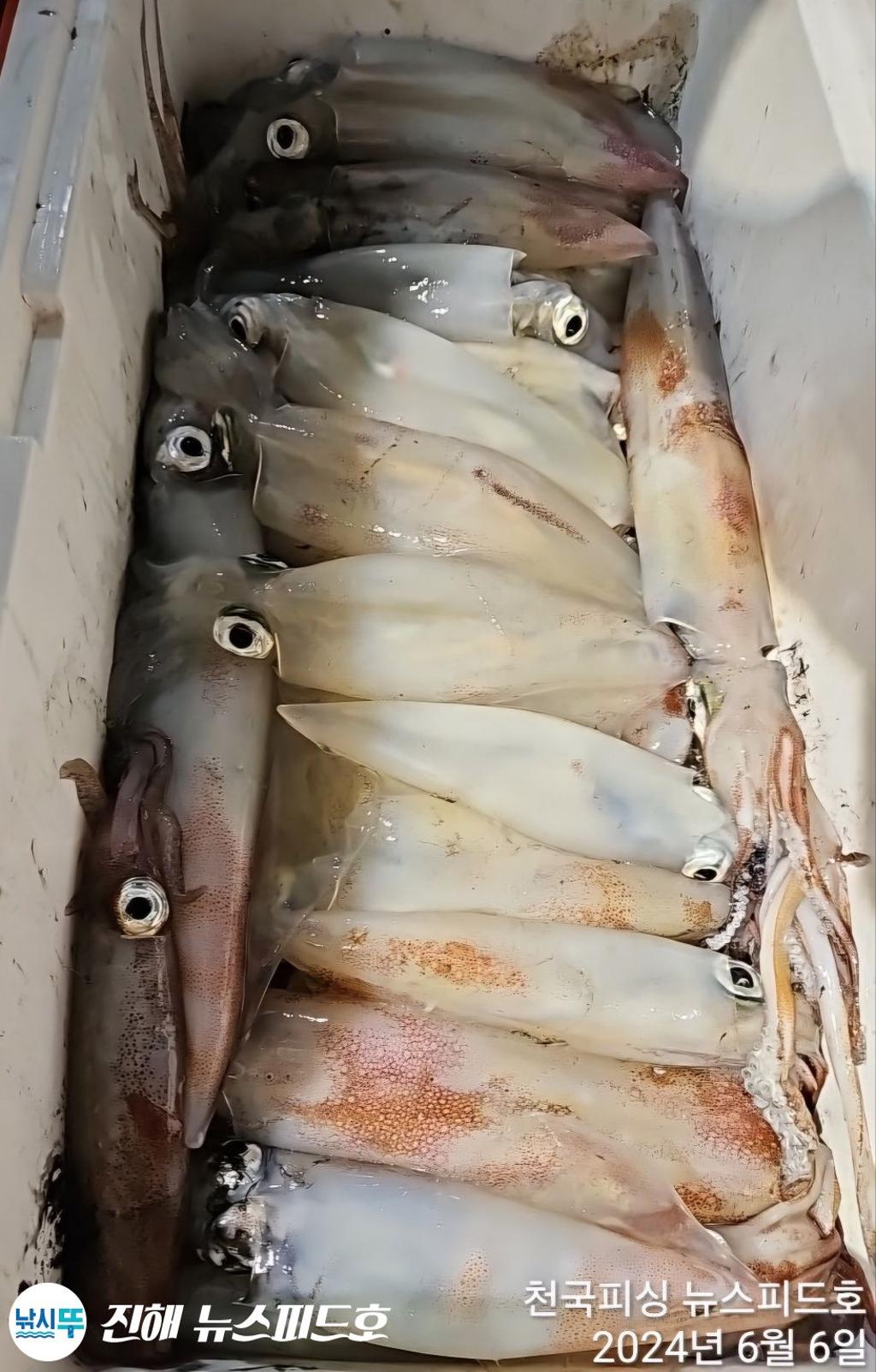 천국피싱~대포한치씨알죽이고쌍걸이연타쿨러조황(일요일예약가능)