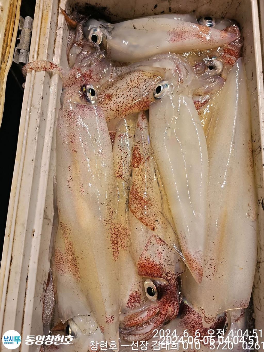 낚시뚜,한치,통영연명항,통영창현호,낚시뚜8